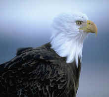 eagle.jpg (4518 bytes)